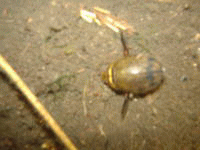 ����̓Q���S���E